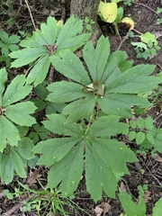 Podophyllum peltatum