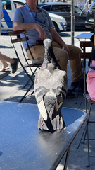 Columba livia domestica