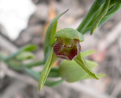 Calochilus imberbis