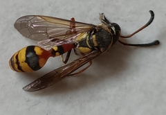 Delta campaniforme campaniforme