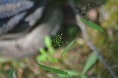 Dichanthelium dichotomum