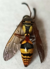 Delta campaniforme campaniforme