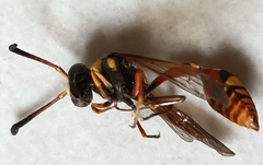 Delta campaniforme campaniforme