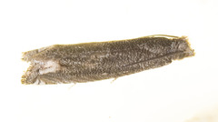 Epiblema minutana