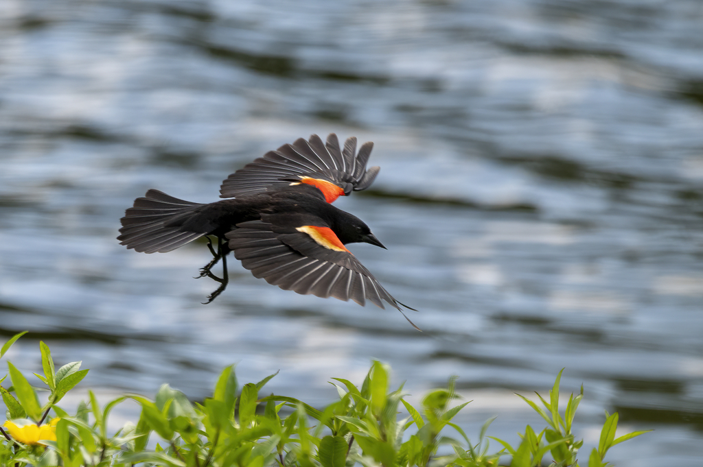 An image of a red-winged blackbird flying with its wings spread.