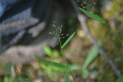 Dichanthelium dichotomum