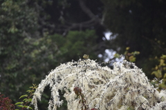 Chlorodrepanis virens