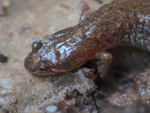 Chattooga Dusky Salamander
