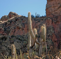 Trichocereus cuzcoensis