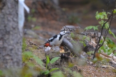 Dendrocopos major japonicus