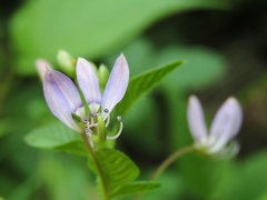 Cleome rutidosperma