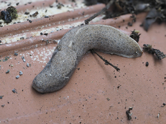 Tandonia rustica