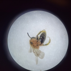 Andrena nasonii