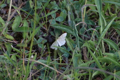 Idaea macilentaria