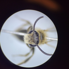 Andrena nasonii