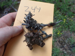 Tuckermanopsis platyphylla