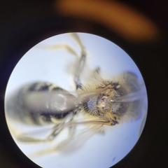 Andrena nasonii