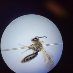 Andrena nasonii