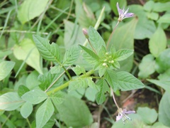 Cleome rutidosperma