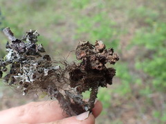 Tuckermanopsis platyphylla