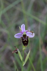 Ophrys scolopax