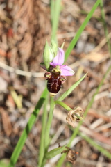 Ophrys scolopax