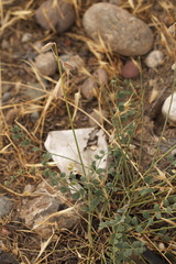 Astragalus namanganicus