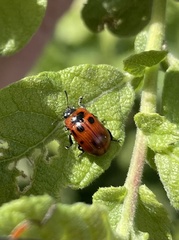 Gonioctena viminalis