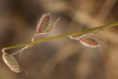 Astragalus namanganicus