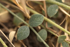 Astragalus namanganicus