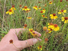 Helenium amarum badium