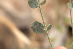 Astragalus namanganicus