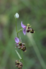 Ophrys scolopax