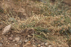 Astragalus namanganicus