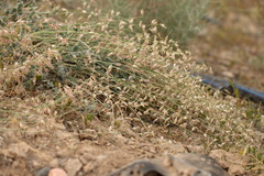 Astragalus namanganicus