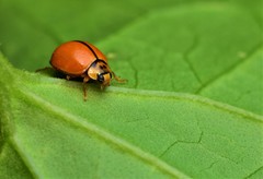 Coccinellidae