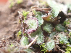 Mannia fragrans