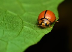 Coccinellidae