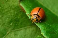 Coccinellidae