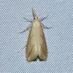 Donacaula longirostrallus