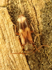 Hypulus quercinus