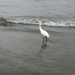Egretta thula