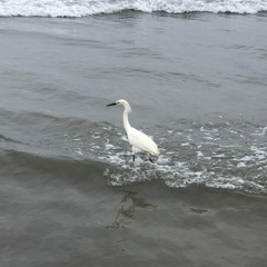 Egretta thula