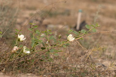 Capparis spinosa herbacea