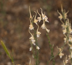 Delphinium leptocarpum