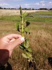 Urtica kioviensis