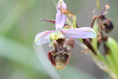 Ophrys scolopax