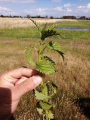 Urtica kioviensis