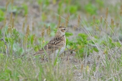 Alauda arvensis japonica