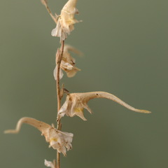 Delphinium leptocarpum